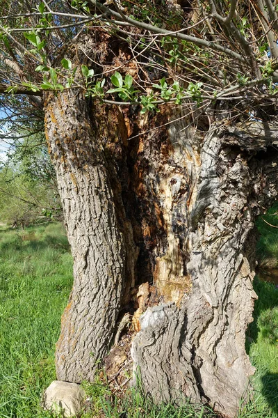 Salgueiro Muito Velho Salgueiro Velho Esculpido Árvore Oca — Fotografia de Stock