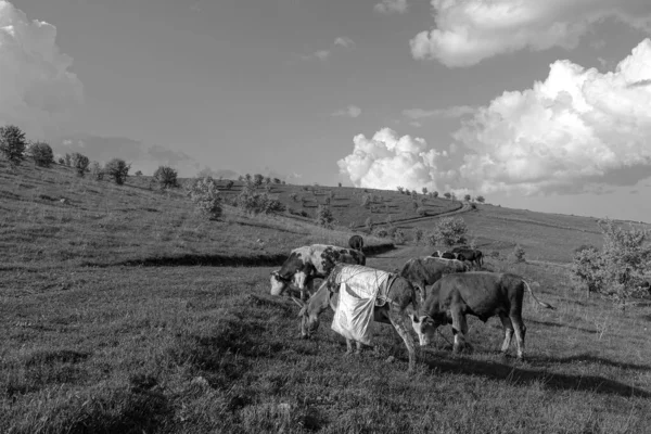 Bestiame Pascolo Sull Altopiano Verde Sull Asino Del Pastore — Foto Stock