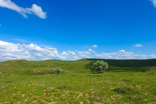 Zelená Krajina Jediný Výhled Strom Nádherné Jarní Výhledy — Stock fotografie