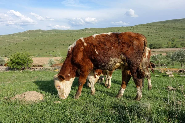 Sığırlar Çayırlara Yayıldı Sığırlar Slami Inanç Kurban Için Beslendi Sığırlar — Stok fotoğraf