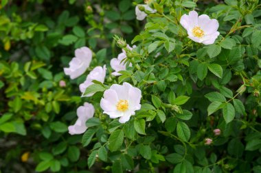 Gül ağacı ve çiçek, yakın plan gül çiçeği, gül ağacı ve tıbbi meyvelerden gelen çiçek.,