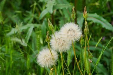 Yuvarlak karahindiba tüyleri, karahindiba üzerinde top şeklinde tüyler.,