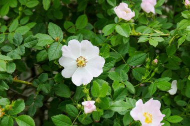 Gül ağacı ve çiçek, yakın plan gül çiçeği, gül ağacı ve tıbbi meyvelerden gelen çiçek.,