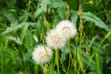 Karahindiba bitkisi ve tüyleri, bir insan karahindiba tüylerini yolar ve dağıtır, karahindiba tüyleri rüzgarda uçuşur.