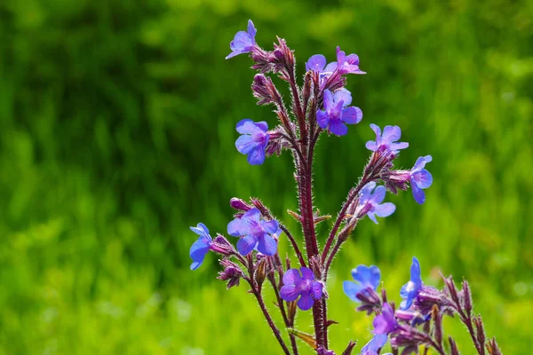 Azurea Plant Blue Flowering Azurea Mullein Anchusa Azurea Closer Close — Stock Photo, Image