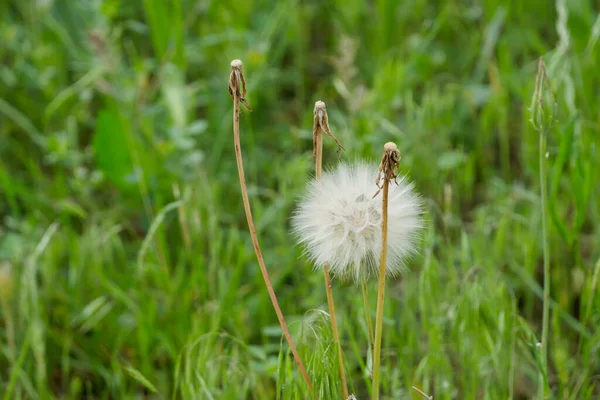 dandelion plant, which is one of the medicinal plants, ripe dandelion plant,