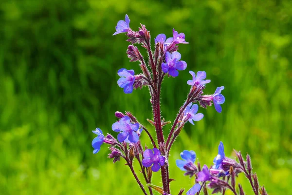 Azurea Plante Azurée Fleurs Bleues Mullein Anchusa Azurée Gros Plan — Photo