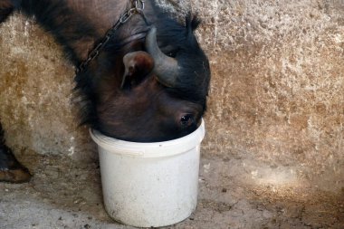 Bir bufalo kovadan su içiyor.,