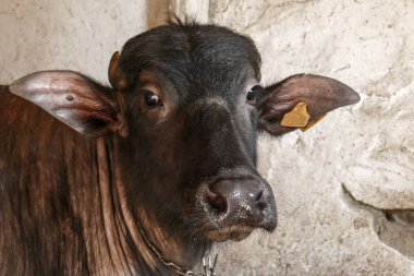 Bufalo kafası, yakın plan evcil bufalo kafası.,