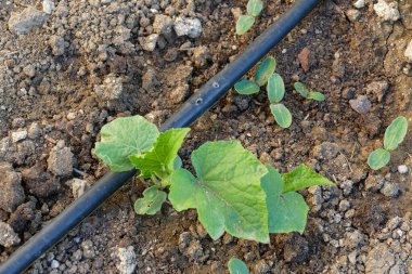 Hobi bahçesinde yetiştirilen sebzeler ve bitkiler, hobi bahçesinde yetiştirilen salatalıklar.,