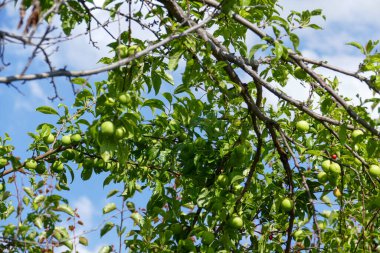 Erik ağacı ve olgunlaşmamış erikler, ağaçta çiğ erikler.,
