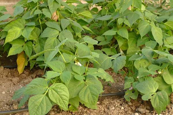 在业余花园种植的蔬菜和植物 在业余花园种植的扁豆 — 图库照片