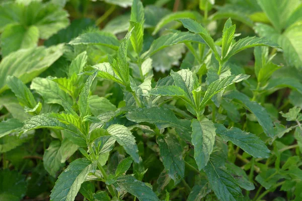 Natural Green Mint Fresh Mint Breakfast Mint Aromatic Herbs — Stock Photo, Image