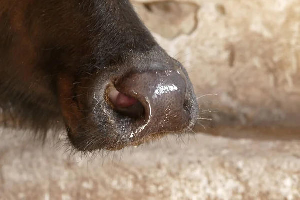 Stock image Close-up of the nose and nostrils of a tied domestic buffalo in a barn