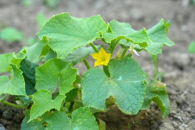 Salatalık ve sarı çiçeği, salatalık çiçeği, çiçek açan salatalık,