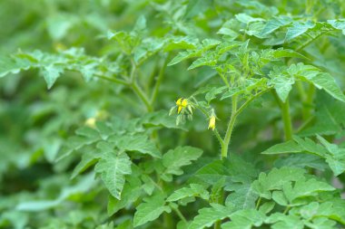 Domates ve onun sarı çiçeği, domates çiçeği, çiçek açan domates bitkisi.,