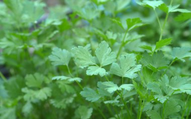 Maydanoz fabrikası yakın, doğal organik maydanoz bitkisi.,