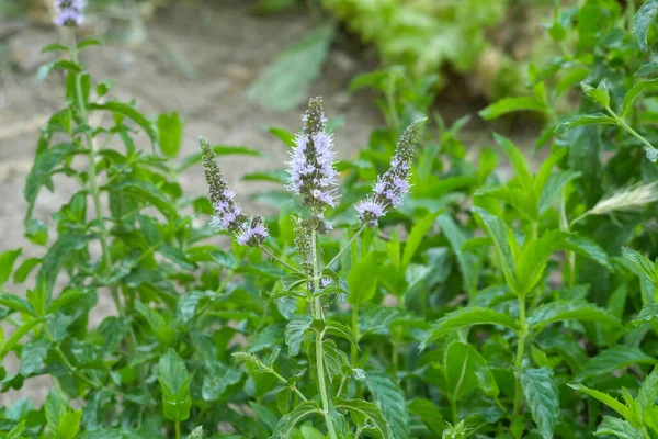 Mint Plant Flower Green Fresh Mint Plant Cultivated Garden Now — Stock Photo, Image