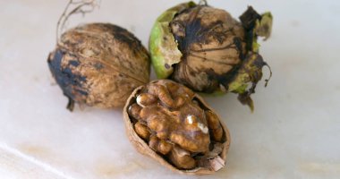 Yeni toplanmış yeşil kabuklu yarı kurutulmuş ceviz yakın plan.,