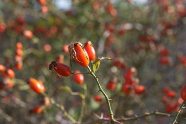 Eylül ve Ekim aylarında olgunlaşan gül ağacı meyveleri, ağaçta tıbbi kırmızı güllük meyveleri,