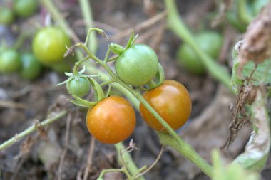Sonbaharda hasadın sonu domatesler bahçede sonbahar domatesleri,