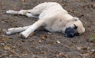 Serseri bir köpek uzanıyor ve mutlu ve huzurlu bir şekilde dinleniyor.