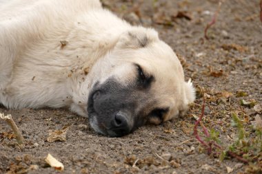 Yan profilde bir köpeğin portresi, yakın plan köpek başı yerde dinleniyor.,