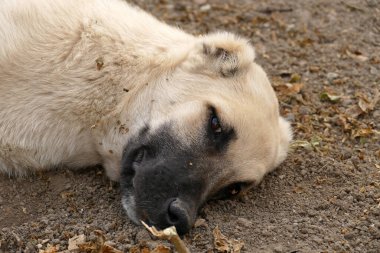 Yan profilde bir köpeğin portresi, yakın plan köpek başı yerde dinleniyor.,