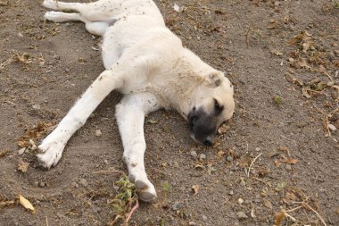 Serseri bir köpek uzanıyor ve mutlu ve huzurlu bir şekilde dinleniyor.
