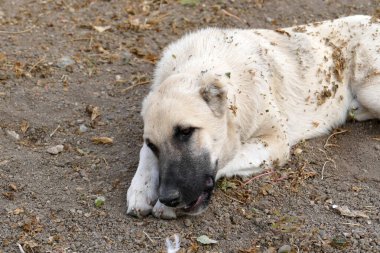 Bir köpek ön pençeleriyle bir kemiği yemeye çalışıyor, köpek patisinin çok yakından.,