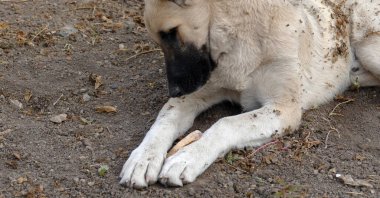 Yan profilde bir köpeğin portresi, yakın plan köpek başı yerde dinleniyor.,