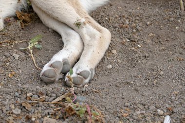 Bir köpeğin arka pençeleri, bir köpeğin arka bacakları ve tırnakları.,