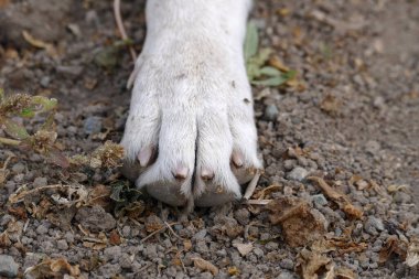 Köpeğin ön pençelerine ve tırnaklarına yakın plan, köpek pençesi.,