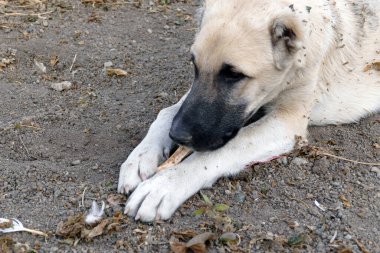 Bir köpek ön pençeleriyle bir kemiği yemeye çalışıyor, köpek patisinin çok yakından.,