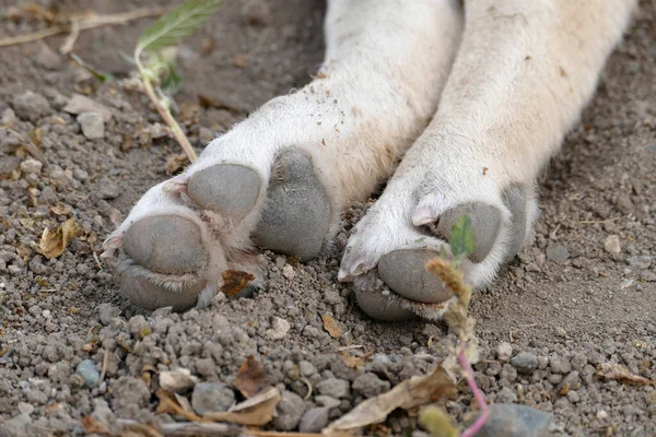 Bir köpeğin arka pençeleri, bir köpeğin arka bacakları ve tırnakları.,