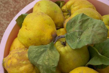 A large amount of freshly picked yellow ripe quinces in a basin, clipart