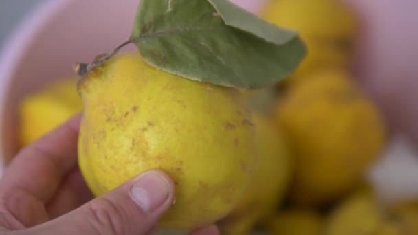Primer Plano Una Mano Sosteniendo Una Fruta Membrillo — Vídeos de Stock