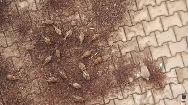 필드에서 음식을 그들의 영역에서 스파로우의 채우는 참새의 — 비디오