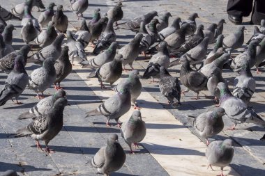 Şehir meydanında toplanmış güvercinlerin yakın çekimi,
