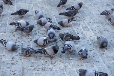 Şehir meydanında büyük bir grup güvercin beslenirken,,