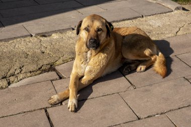 Yetkililer tarafından sağlık kontrolünden geçirilip zararsız hale getirilen sokak köpekleri.,