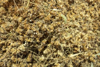 Taze kurumuş ıhlamur yapraklarının ve çiçeklerin bitkibilimci dükkanında satılığa çıkışını kapatın.,