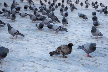 Şehir meydanında toplanmış yabani güvercinlerin yakın çekimi.,