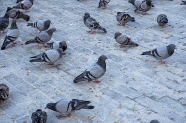 Şehir meydanında toplanmış güvercinlerin yakın çekimi,