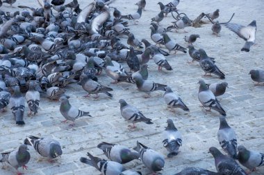 Şehir meydanında büyük bir grup güvercin beslenirken,,