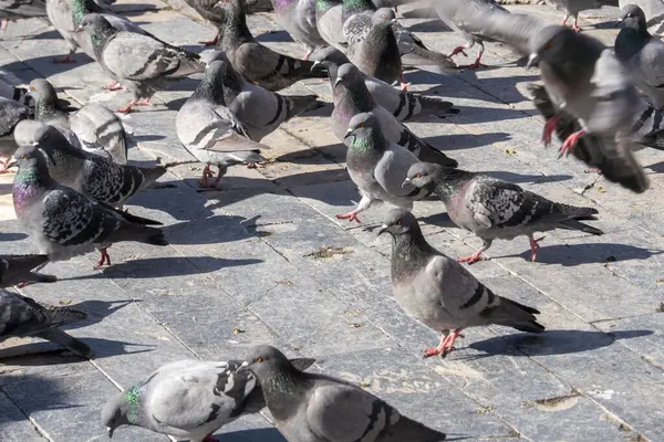 Şehir meydanında toplanmış güvercinlerin yakın çekimi,