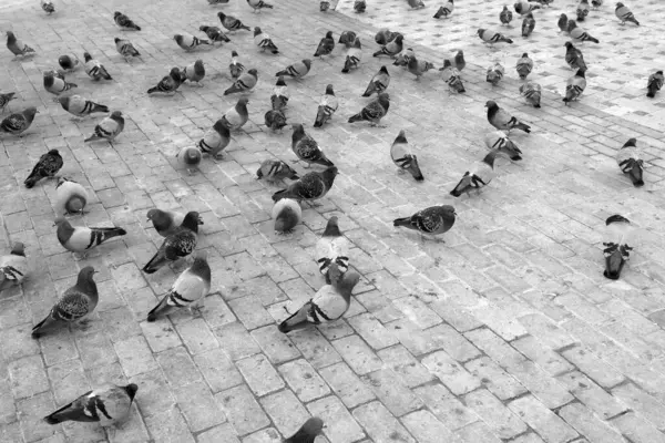Black and white shot of many pigeons foraging in the city square,