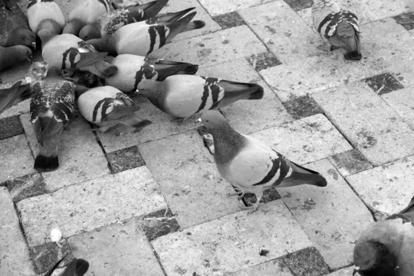 Black and white shot of many pigeons foraging in the city square,
