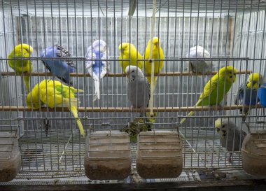 Çeşitli renkli kanaryalar ve kuş türleri evcil hayvan dükkanında satılık.,