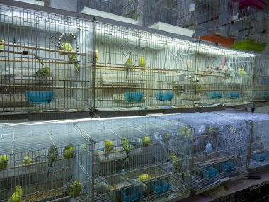 Çeşitli renkli kanaryalar ve kuş türleri evcil hayvan dükkanında satılık.,